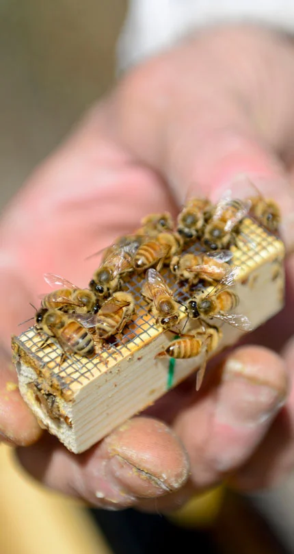 Tim Brod holds a queen bee surrounded by bees attracted by her pheromones