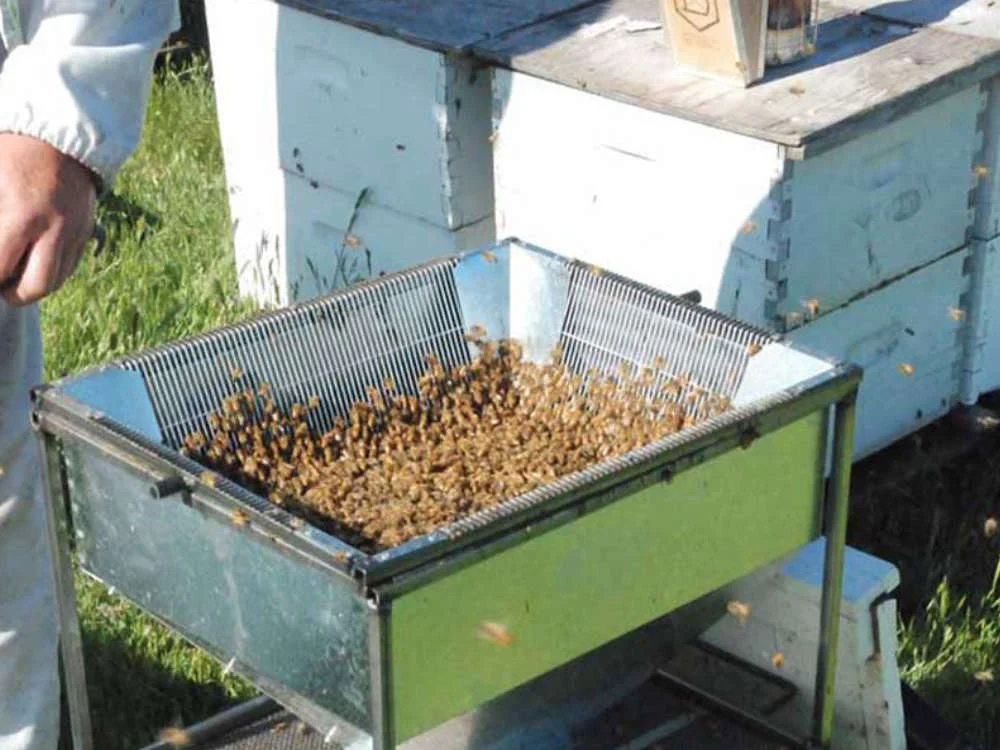 20 pounds of bees