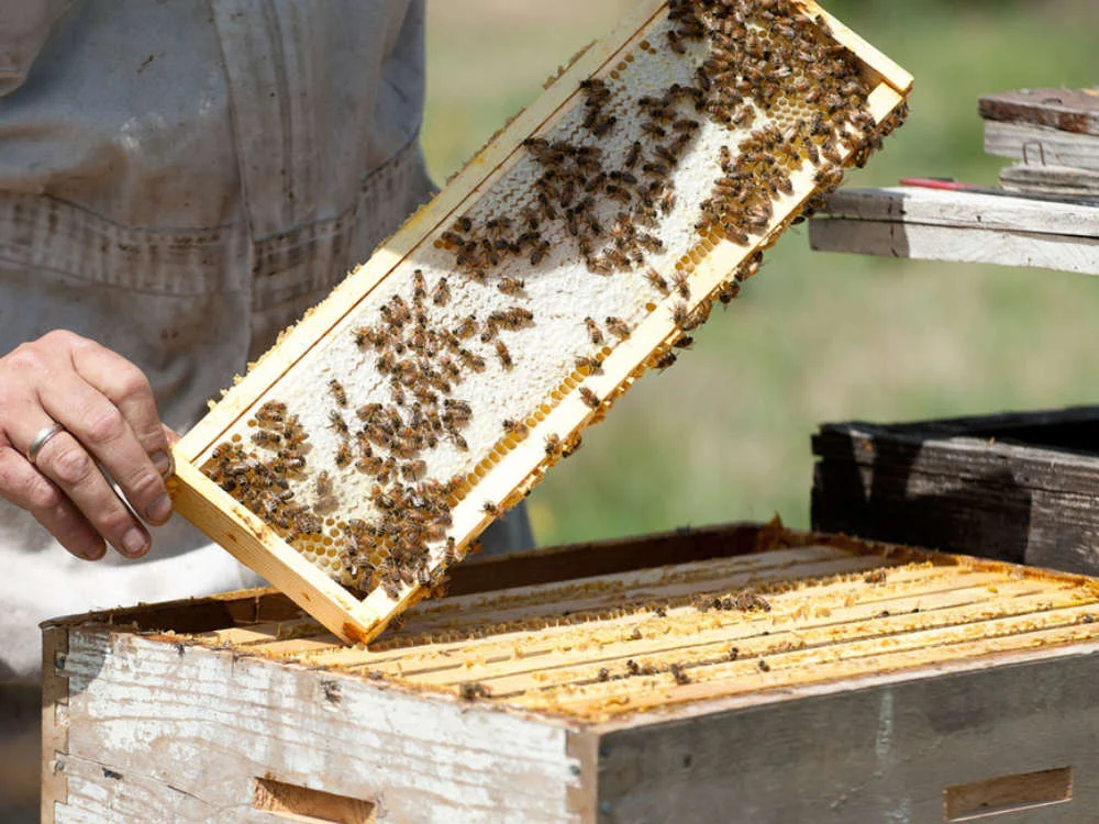 Bees capping honey