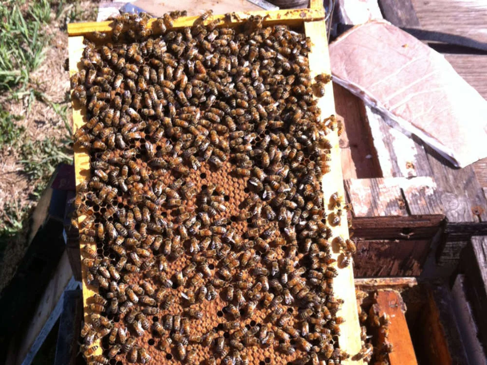 Breeding hive