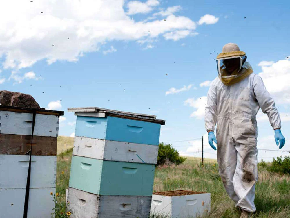 Tim Brod working some of Highland hives in Boulder County
