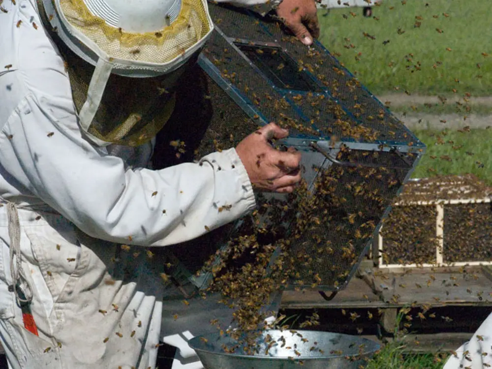 Weighing bees